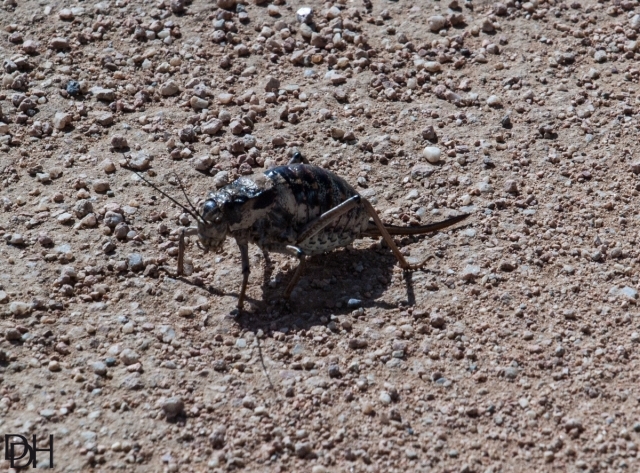 {DT=2013-07-25@10-05-34}SN=001